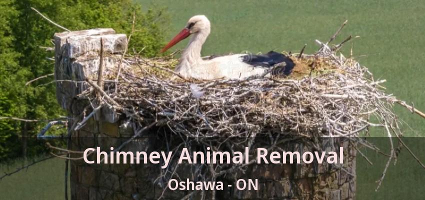 Chimney Animal Removal Oshawa - ON