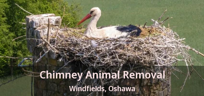 Chimney Animal Removal Windfields, Oshawa - ON