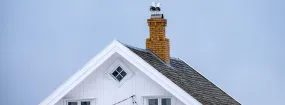 Chimney Nest Removal Oshawa